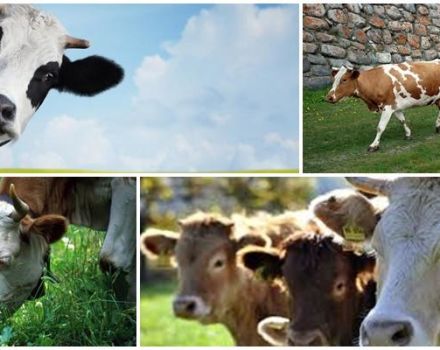 Types de vaches et comment choisir le bon animal, les 5 principaux critères