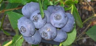 Description and characteristics of the blueberry variety River, planting and care rules