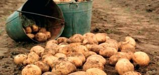 Comment augmenter le rendement de la pomme de terre à partir de 1 hectare dans le jardin potager?