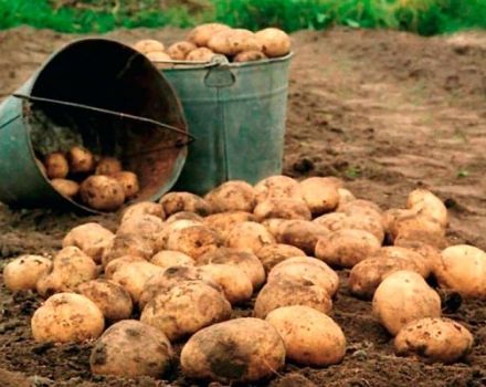 How to increase the potato yield from 1 hectare in the home garden?