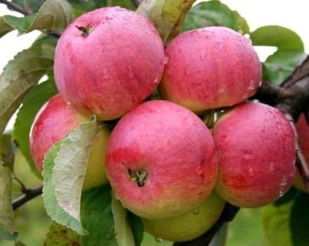 Descripción y características de la variedad de manzana Borovinka, la historia de la especie y características de cultivo.