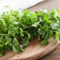 Paano maghanda ng cilantro para sa taglamig sa bahay, ang pinakamahusay na mga recipe