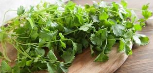 Cómo preparar cilantro para el invierno en casa, las mejores recetas.