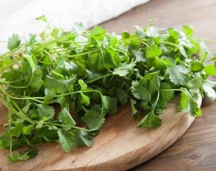 Cómo preparar cilantro para el invierno en casa, las mejores recetas.