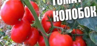 Description of the tomato variety Kolobok, its characteristics and yield