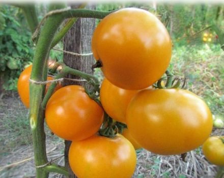 Description de l'alimentation de la tomate homme en bonne santé, culture et rendement de la variété