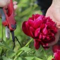 Rules and terms for reproduction of peonies by dividing the bush, seeds and other methods