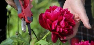 Rules and terms for reproduction of peonies by dividing the bush, seeds and other methods