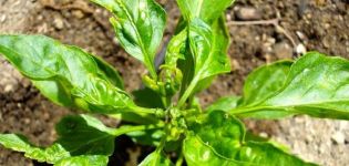 Tratamiento correcto de las enfermedades del pimiento en invernadero, medidas de control.