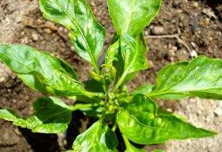 Tratamiento correcto de las enfermedades del pimiento en invernadero, medidas de control.