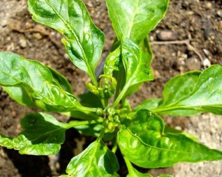 Tratamiento correcto de las enfermedades del pimiento en invernadero, medidas de control.