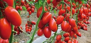 Description of the tomato variety Spoon of fate and growing rules