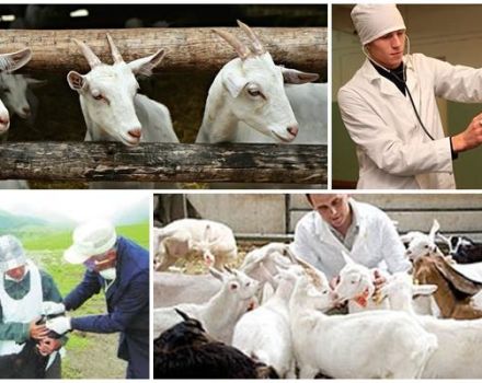 What diseases does vaccination protect goats against and what vaccinations are given