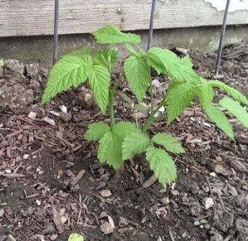 What can be planted on the site after raspberries and next to them next year