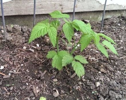 ¿Qué se puede plantar en el sitio después de las frambuesas y junto a ellas el próximo año?