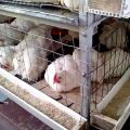 Cara membina panduan pengukuran ayam ayam DIY