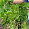 How to properly grow grapes outdoors in the middle lane and tips for planting and care for beginners