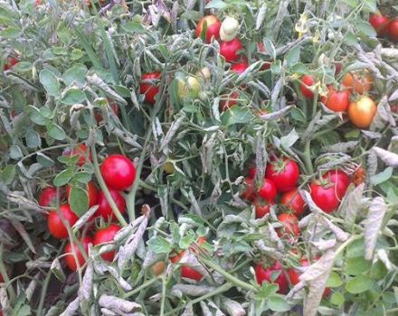 Description de la variété de tomate Tmag 666 f1, caractéristiques et méthodes de culture