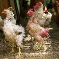 Why does molting in laying hens begin, what and when to give at home