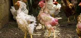 ¿Por qué comienza la muda en las gallinas ponedoras, qué y cuándo dar en casa?