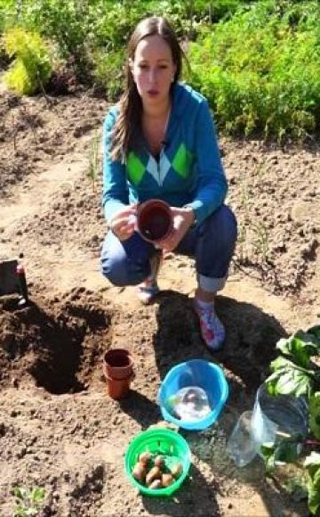 Quand et comment planter correctement des tulipes dans des paniers pour bulbes de vos propres mains