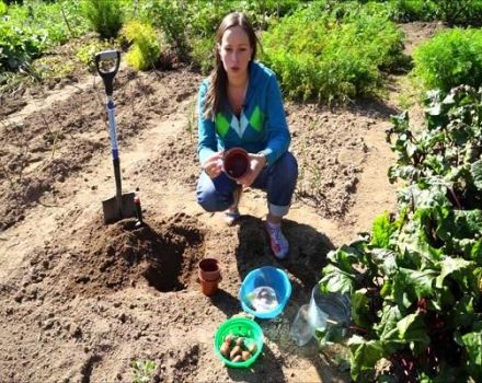 Cuándo y cómo plantar correctamente tulipanes en cestas para bulbos con sus propias manos.