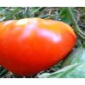 Características y descripción de la variedad de tomate Tsar Bell