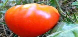 Características y descripción de la variedad de tomate Tsar Bell