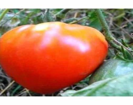 Characteristics and description of the tomato variety Tsar Bell