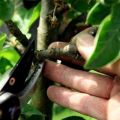 Comment tailler correctement un pommier en forme de colonne en été, printemps et automne, formation et entretien