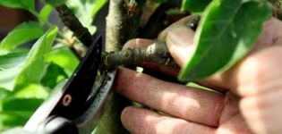 Comment tailler correctement un pommier en forme de colonne en été, printemps et automne, formation et entretien