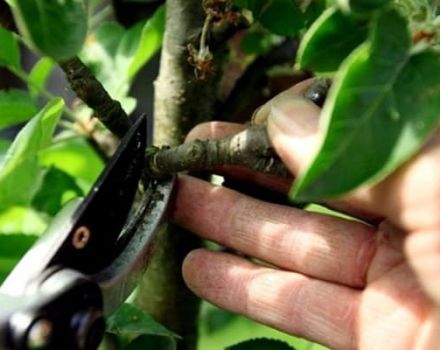 Comment tailler correctement un pommier en forme de colonne en été, printemps et automne, formation et entretien