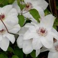 Description and group of pruning clematis of the Miss Bateman variety, planting and care