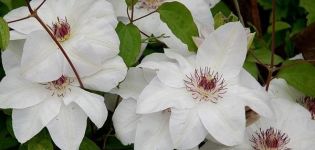 Description and group of pruning clematis of the Miss Bateman variety, planting and care