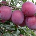 Paglalarawan ng iba't-ibang cherry plum Tent, pagtatanim at pangangalaga, mga pollinator at pruning