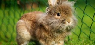 Description et caractéristiques de la race de lapin à tête de lion, règles de soins