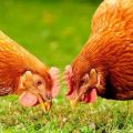 Description and characteristics of the breed of Hisex Brown and White chickens, maintenance rules