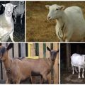 Causes and symptoms of endometritis in goats, methods of treatment and prevention