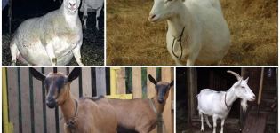 Punca dan gejala endometritis pada kambing, kaedah rawatan dan pencegahan