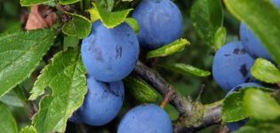 Description of the plum variety Volzhskaya beauty, cultivation and care