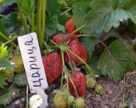 Description and characteristics of the Tsaritsa strawberry variety, cultivation and care