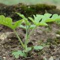 How to grow a watermelon in a greenhouse and open field in the Moscow region, planting, care and agricultural technology