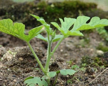 Comment faire pousser une pastèque dans une serre et un champ ouvert dans la région de Moscou, plantation, entretien et technologie agricole