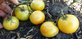 Caractéristiques et description de la variété de tomate Long Keeper, son rendement