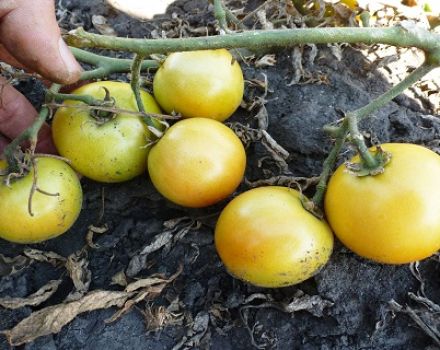 Caractéristiques et description de la variété de tomate Long Keeper, son rendement