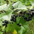 Description des variétés de cassis sucré biélorusse, plantation et soins