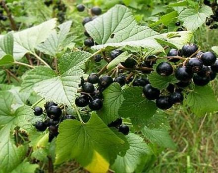 Description des variétés de cassis sucré biélorusse, plantation et soins