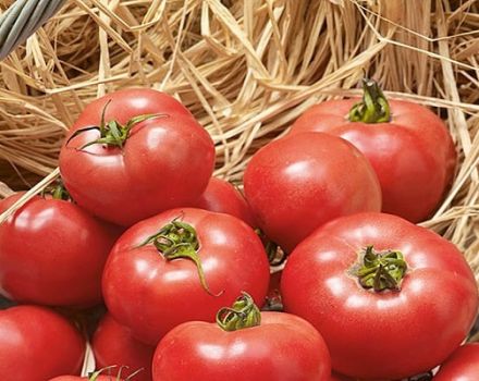 Description of the variety of tomato Erofeich pink, features of cultivation and care