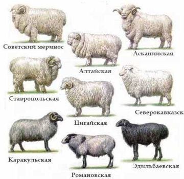 Features and characteristics of fine-wool sheep, TOP 6 breeds and wool yield