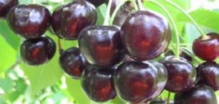 Description and characteristics of the Leningradskaya Black cherry variety, cultivation and care